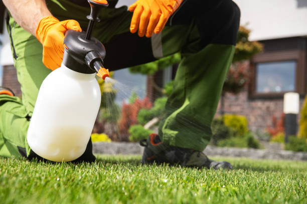 Wasp Removal Services in Childress, TX