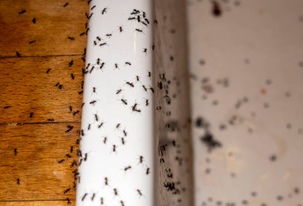Best Pest Control Near Me in Childress, TX